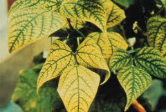 manganese deficient soybean